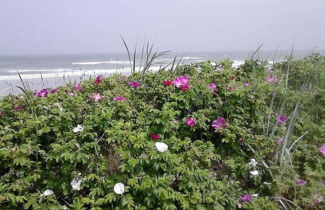 Lagoon on the Wadden See on Wangerooge - Foto 12