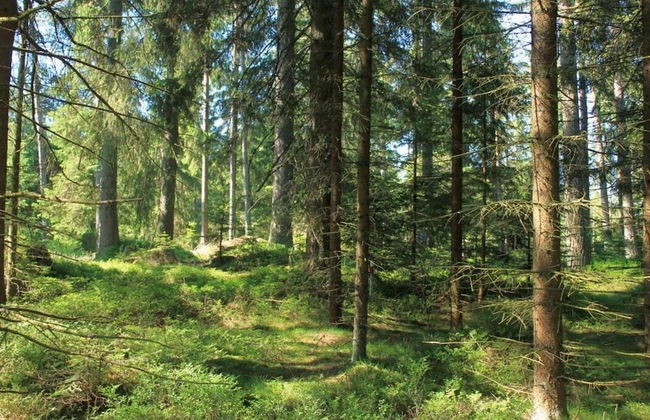 Holiday Home in Altmelon Near Weinsberg Forest - Foto 30