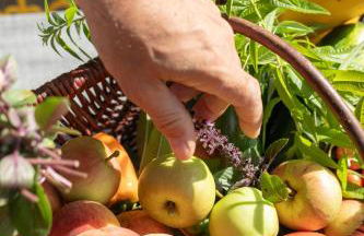 Eco-lodges Lacanau Moutchic Inn - 4 pers - Foto 35