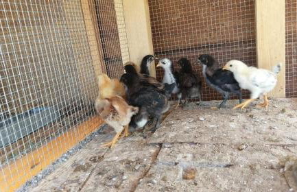 Family friendly house with a swimming pool Popovici, Zagora - 14074 - Photo 14