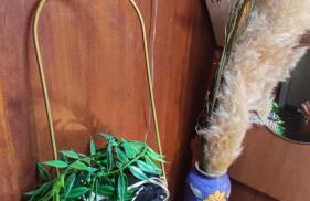 Sailboat land and sea, vegetated - Foto 8