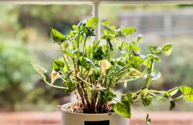 Tranquil Countryside Cottage near Loughborough - Foto 30