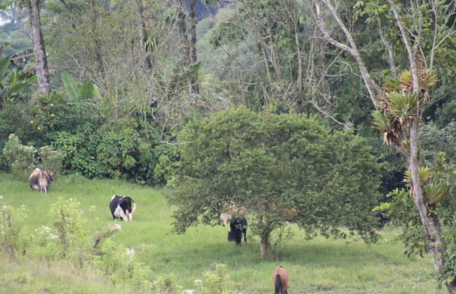 Rancho Ventura - Foto 50
