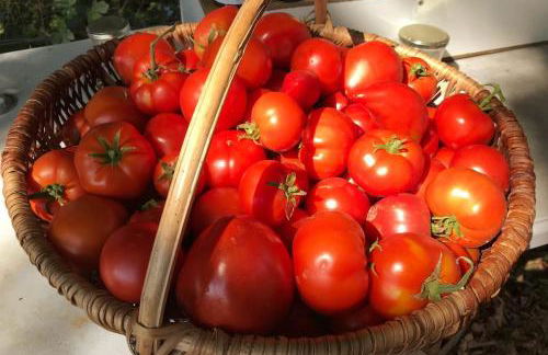 L’île aux fruits en Berry - Foto 36