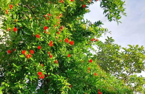 Casa di Giulia (Bambini gratis fino a 6 anni) - Foto 23