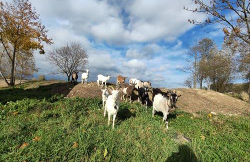 BAJKA-Domek na wsi - Foto 41