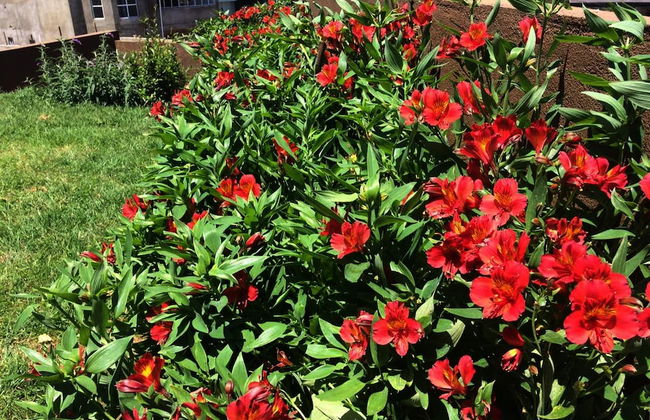 Kingsford Residences - Foto 33