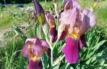 Pelagallo - Photo 16