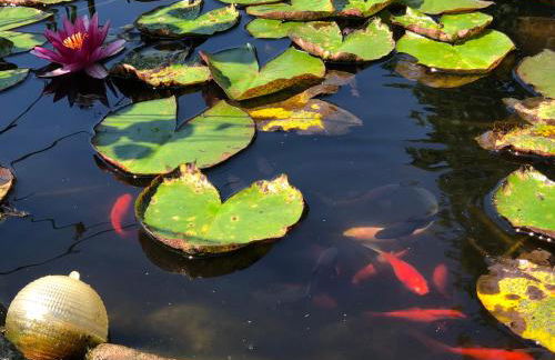 Ferienwohnung Idyll - Alleinlage - Foto 9