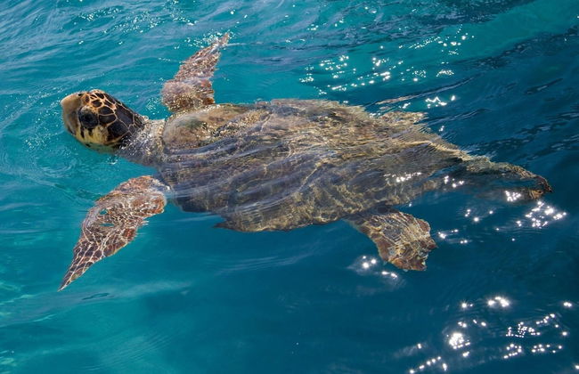 Georgia Walk to Beach Sea Views A C Wifi Car Not Required - 293 - Foto 19