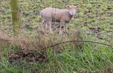 Rowan Tree Cottage, Ballycastle - Foto 19