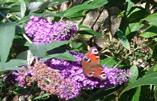 Finca Franca - Foto 17