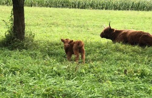 Ferienwohnung Rummelsmühle - Foto 23