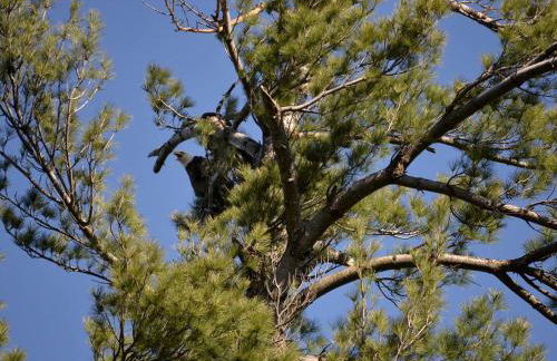 Quiet Lakeside Cabin Rental for Families just Outside of Minocqua, Wisconsin - Foto 21