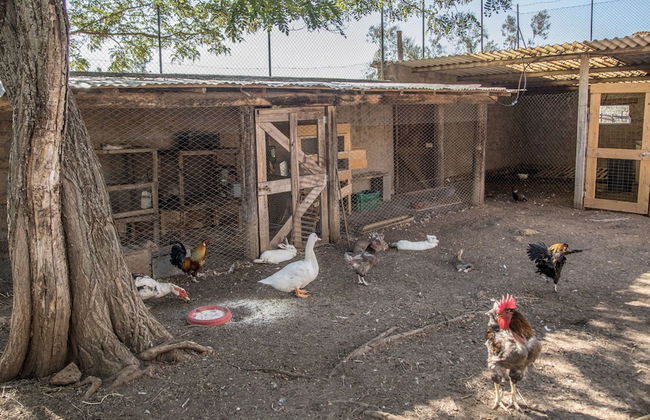 Traldi Resort - Foto 30