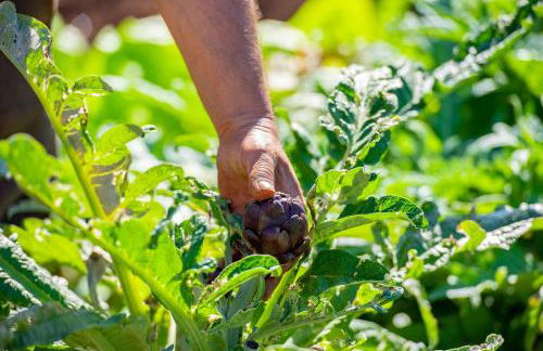 Finca Sos Ferres D'en Morey - Foto 36