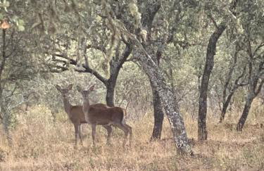 Casa Celia - Foto 32