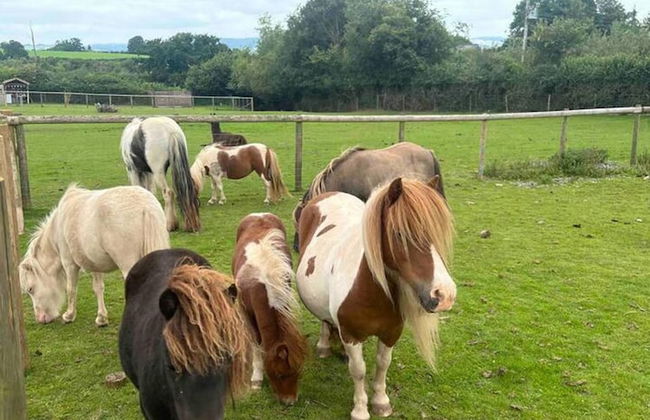 Cute and Cosy Shepard hut With Wood Fuel hot tub - Foto 45