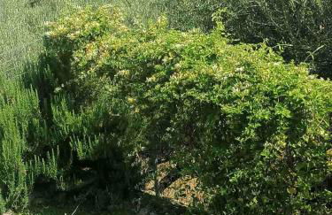 White Hill Platanos - Photo 19