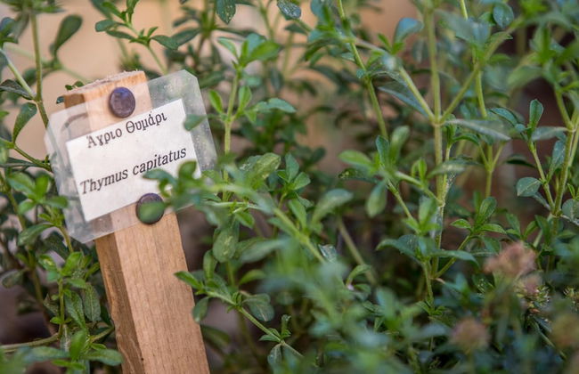 Villa Theta with private pool by Amara Living - Foto 30