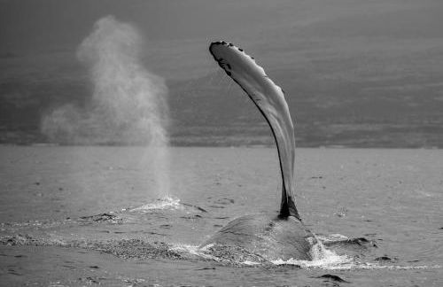 PonoMana Oasis's - Koi Cottage - Foto 38