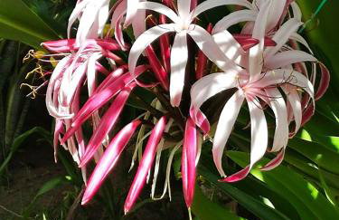 Bangalô Panorâmica - Foto 25