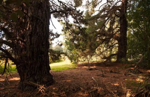 Cissys Cottage in a Nature Reserve, 7 minutes from Aldeburgh seafront - Foto 15