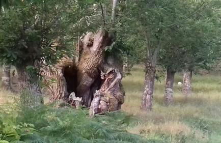 Casa do Conto - Foto 25