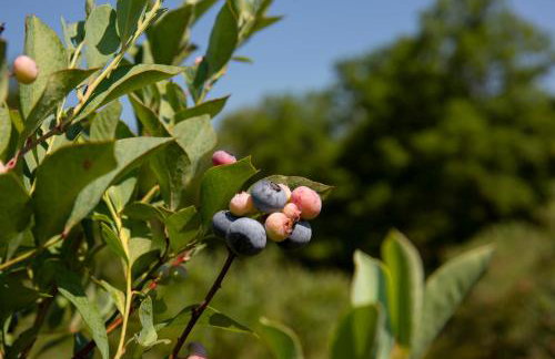 Blueberry Farm Cottage, Hot Tub, Creek, Game Room - Foto 7