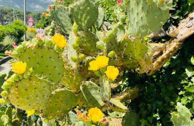 VILA SIRENA OSOR with SEA VIEW - Foto 11