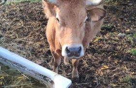 Casona La Teja en Ribadedeva - Foto 31