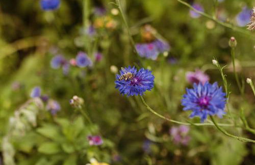 Waldrandzauber - Foto 26