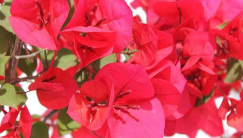 Tranquil Villa in Apulia - Foto 5