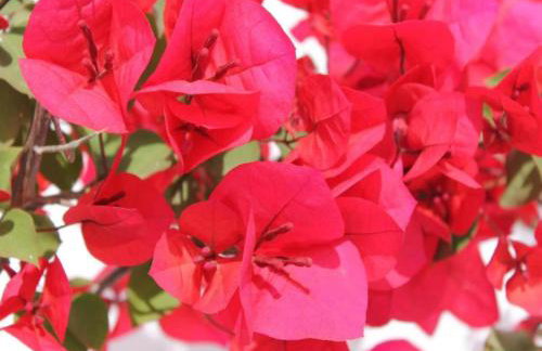 Tranquil Villa in Apulia - Foto 5