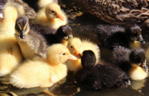 Gattererhof - Foto 33