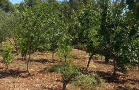 Apartment Marko - Foto 31