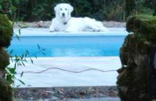 La Rossignolerie - Cabane aux oiseaux - Foto 17