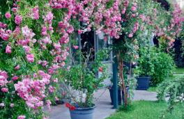 Orange Lemon Garden - Foto 44