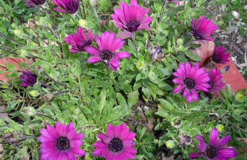 Kefallonia Bay Resort - Foto 75