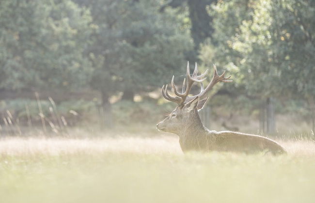 Traditional Home in Kew Gardens - Foto 42
