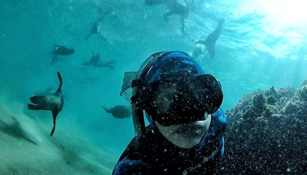 Buceando junto a leones marinos