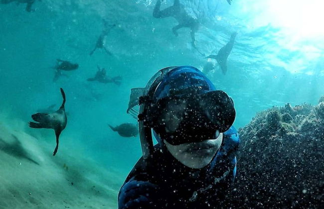 Nado con leones marinos en Plettenberg Bay - Foto 2