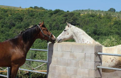 Agriturismo Fattoria di Monticello - Foto 57