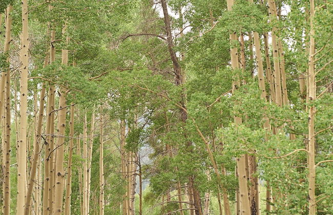 Forest Condominiums by Keystone Resort - Foto 73