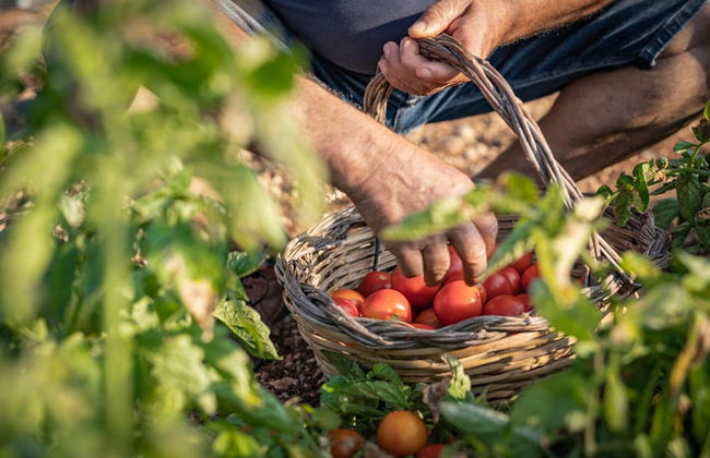 Panacea Residence - Foto 11