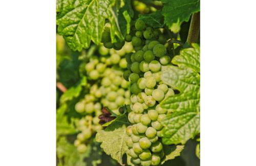 Haus Gertrud Comfortable holiday residence - Foto 18