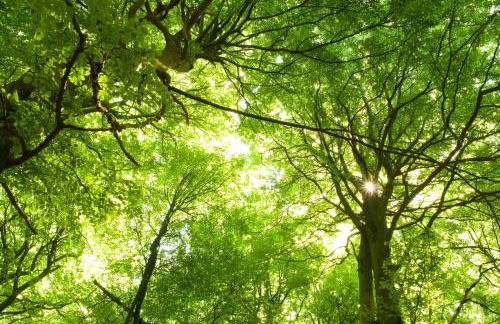 Ferienwohnung Am Weltnaturerbe Grumsin - Foto 13