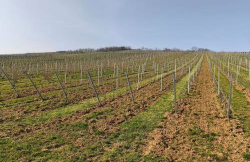 Logement "Le Kelsch" Vignoble proche de Strasbourg avec Sauna - Foto 7