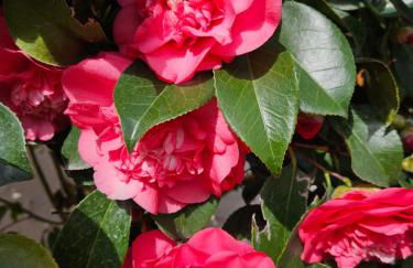 Les camélias - Foto 28