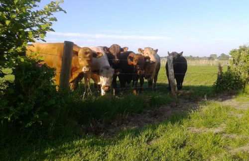 Best of Kollmar - Apartment mit Terrasse für 2 Personen absolut ruhig - Foto 12